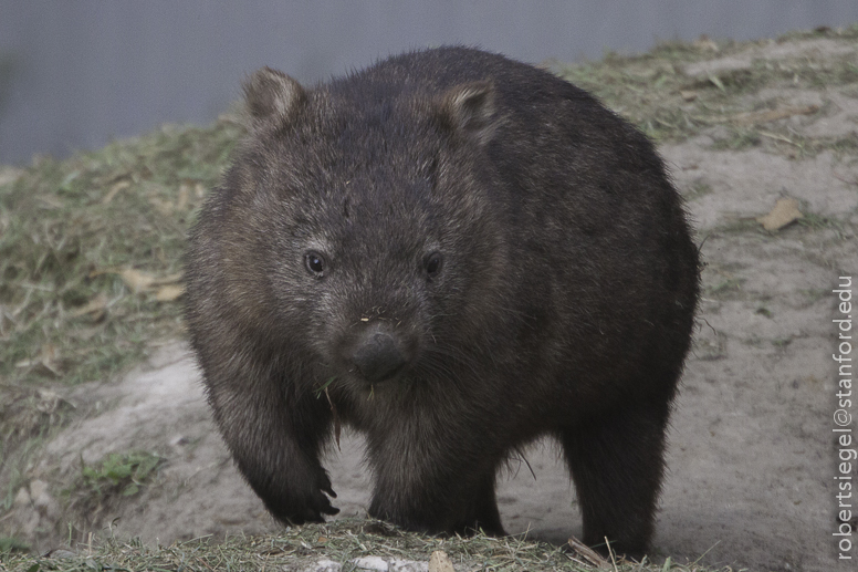 wombat